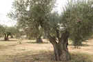 The Palestinian Arab “Olive tree Litmus test”