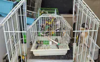 24 birds of endangered species seized from Arab captivity