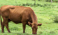 The red heifer - then and now