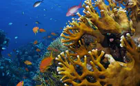 Israeli study offers hope for survival of coral reefs