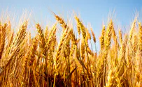 Three European countries ban Ukrainian grain imports over pesticide concerns