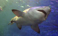 Tiger shark spotted off Eilat after deadly Egypt shark attack