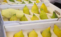 Why Morocco's etrog industry is booming this year