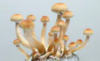 Denver drops drug charges against ‘mushroom rabbi’