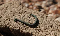 Oldest ever copper fishing hook discovered in Ashkelon