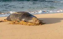 Rare seal who spent days on an Israeli beach swims off