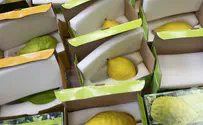 Asia: Most Jews opt for an imported etrog over one grown locally