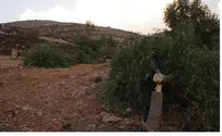 Theft and Destruction at Jewish-Owned Olive Grove