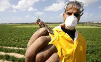 Agriculture Ministry: No Locusts to Plague Israel for Passover