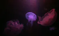 MDA Gets Hundreds of Jellyfish Complaints