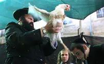 Videos Show Kaparot Ritual - From Chicken's Point of View
