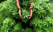 Pot producers busted in Har Nof