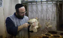 New limitations on shechita in Belgium's Flemish Region