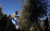 Jewish resident of Samaria arrested - for harvesting olives