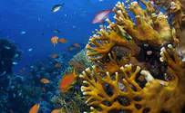 Unique Red Sea coral reef expected to be among last to survive