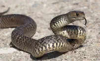 'Snakes have woken up from winter sleep - and they're hungry'