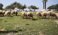 Watch: Study finds sheep smarter than previously thought