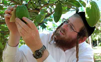 Why some Jews are paying $500 for an Italian etrog