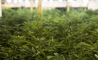 Watch: Raid on cannabis farm