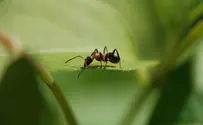 Scientist reveals that ants socially distance