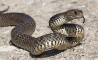 Sun, snakes, & scorpions: Staying safe this summer