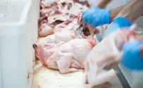 Agriculture Ministry warns of expected chicken shortage