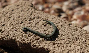 Oldest ever copper fishing hook discovered in Ashkelon