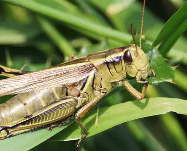 Career coaching in the parasha:'We looked like grasshoppers...'