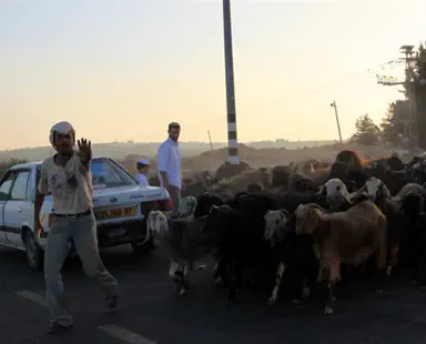 Palestinian rioters clash with Israeli shepherds in Samaria