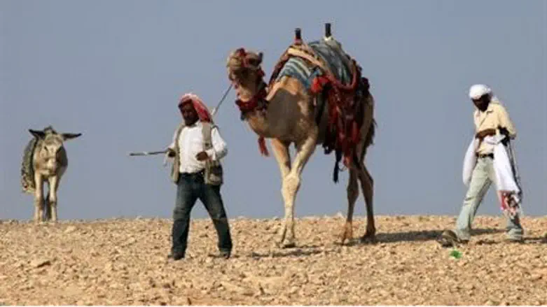 Bedouin roam the desert