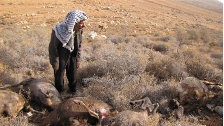 Arab sheep farmer and sheep burned to death