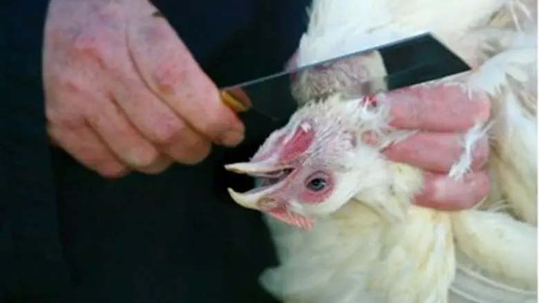 Chicken being slaughtered.