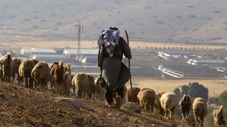 Palestinian shepherd in Jordan Valley