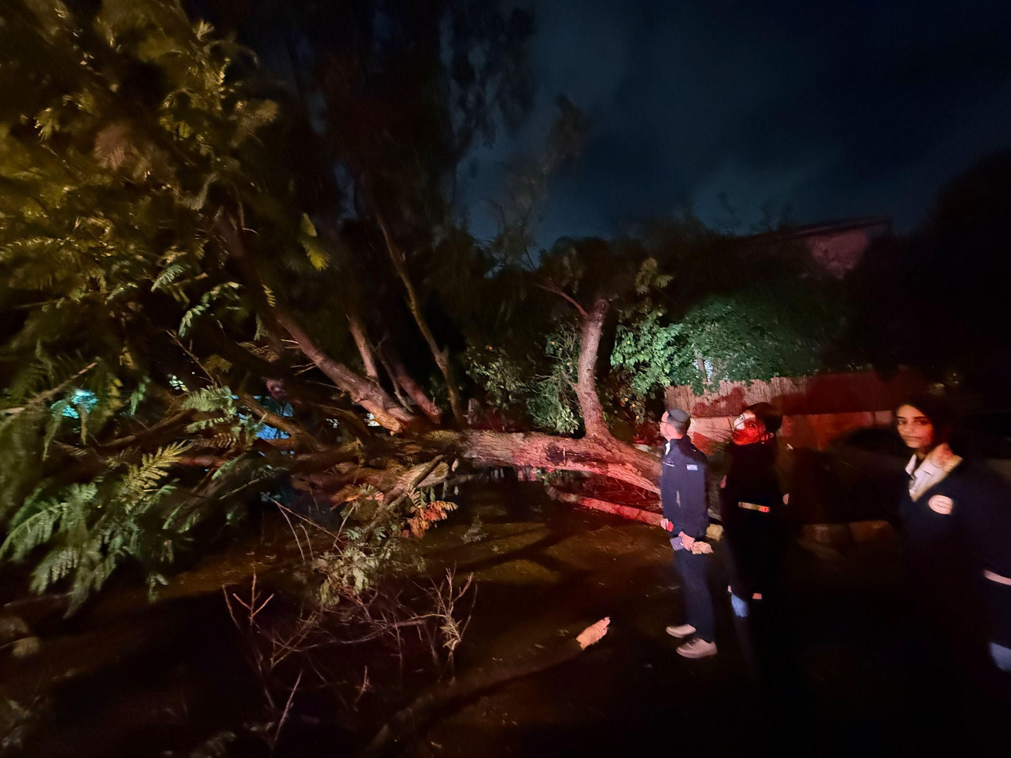 Tree falls in Ramat Gan