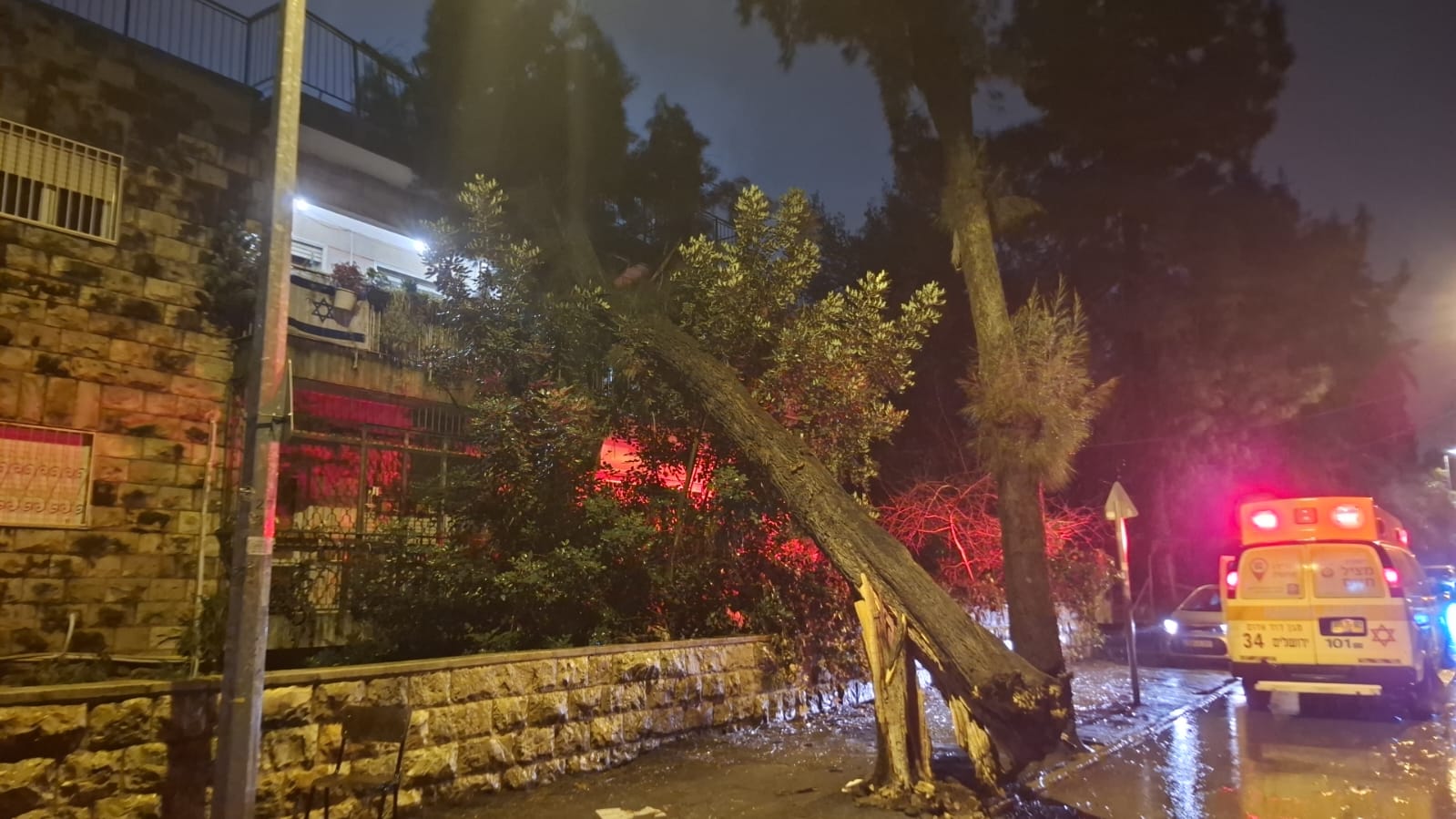 The tree which collapsed