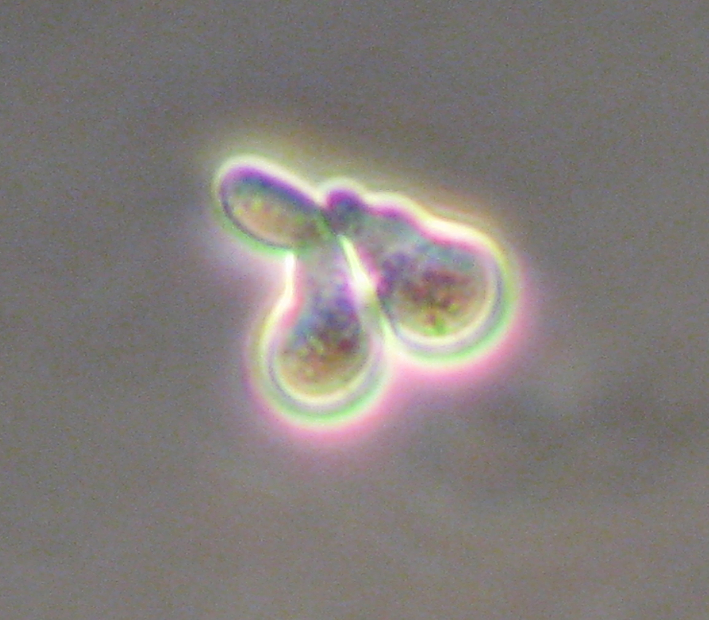 A yeast cell that senses pheromones from the opposite mating type grows a protrusion toward the signal, a process known as “shmooing." When the protrusions of two cells touch, they fuse into a single cell containing the genetic material of both