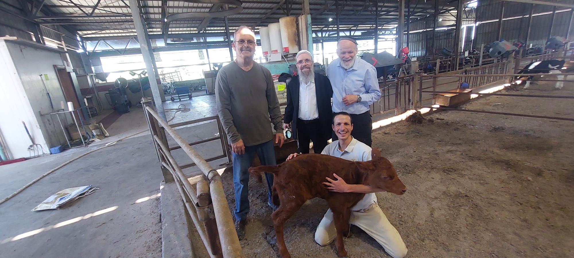Red heifer and the institute's rabbis