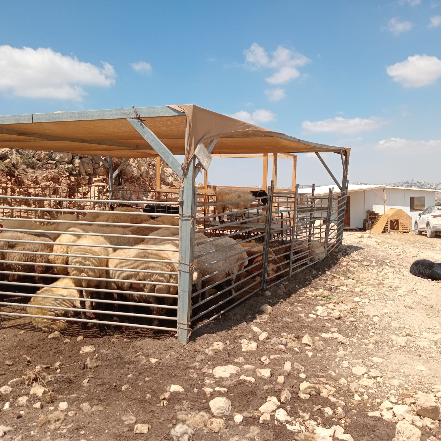Tsur Yehuda sheep pen