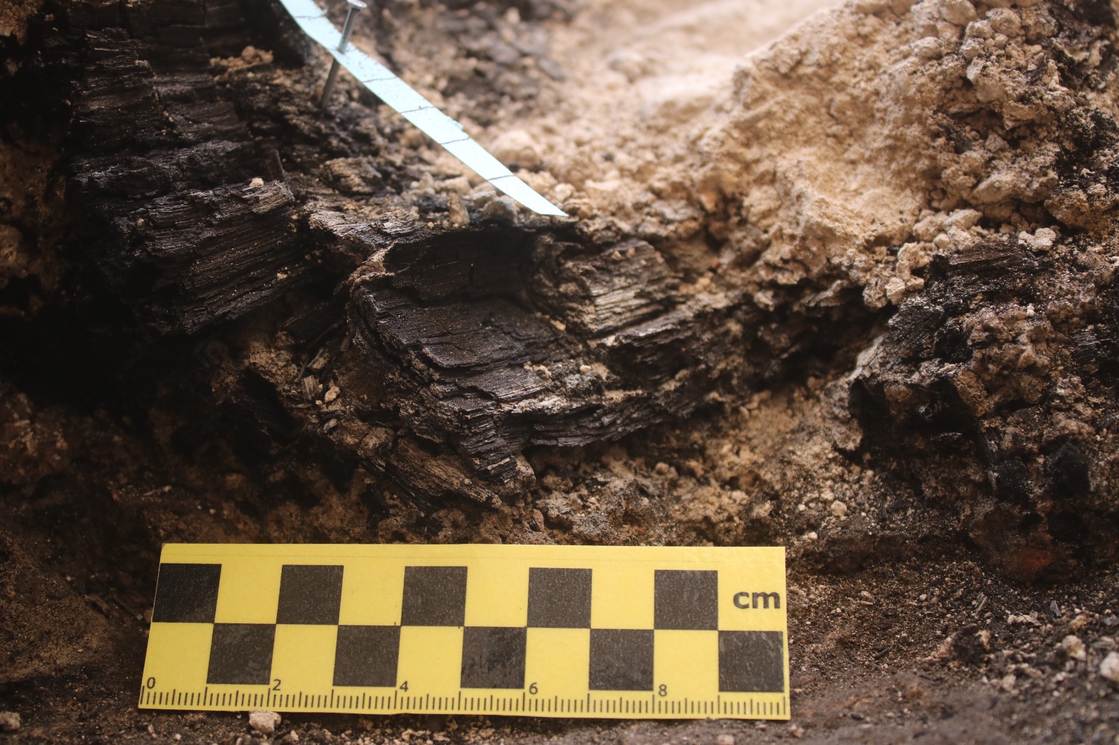 The growth rings of the wooden beams discovered in the City of David. Efrat Bocher