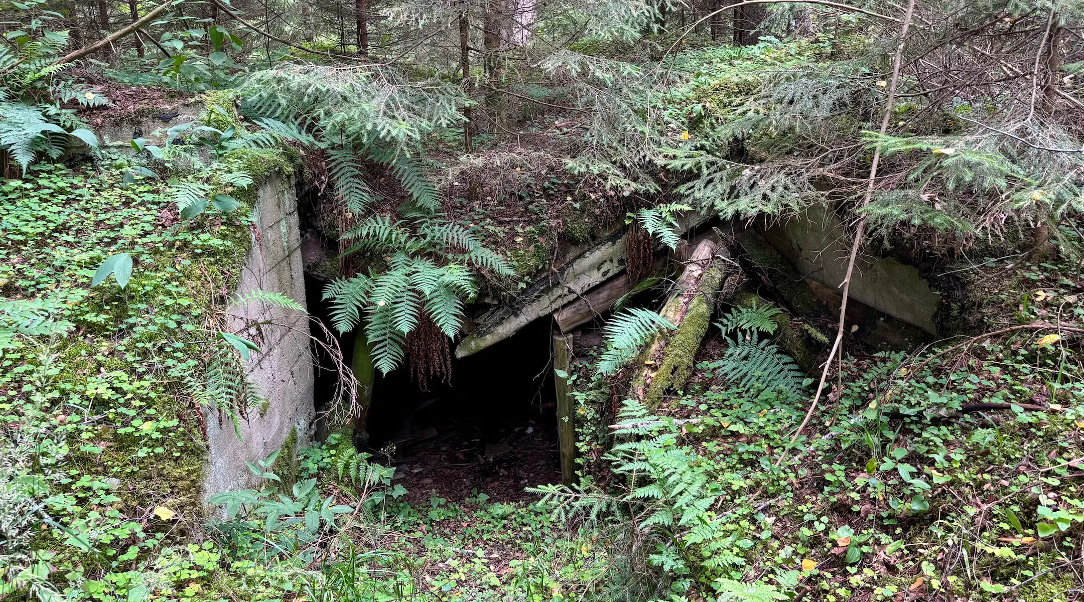 A fort suffers from structural damage in Rūdninkai Forest.                                                                             Credit: Shira Li Bartov