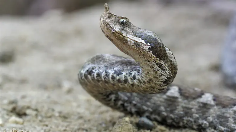 Jerusalem: Two teens bitten by viper snake