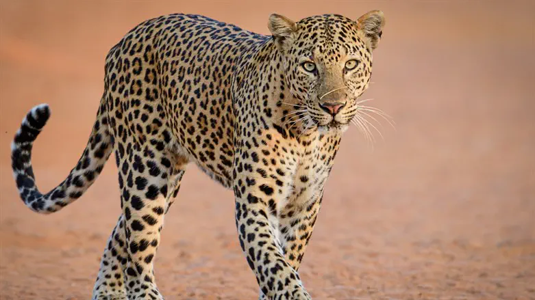 Jerusalem Zoo worker seriously injured in leopard attack