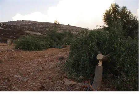 Jewish olive grove destroyed in Shomron