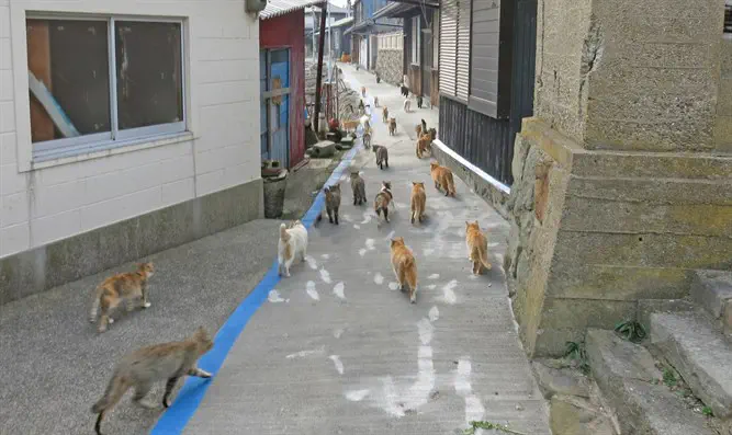 Aoshima: Japan's Island Every Crazy Cat Lady Should Visit - Malorie's  Adventures