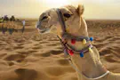 'Flying Camel Squadron' pilots bring camel onto base