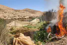Border Police burn 30,000 drug seedlings