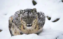 Snow Leopard contracts COVID at San Diego Zoo