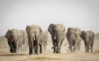 Watch: China's 'wandering elephants' raid farms on 807-mile trek