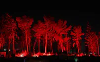 KKL-JNF lights up the forest for all the women who were murdered