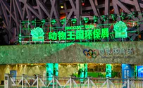 To Boycott the Beijing Olympics or Not?